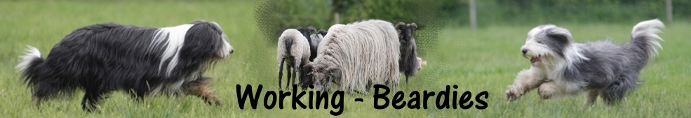 Unsere Schafe