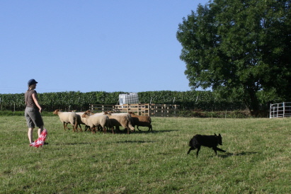 Sybille und Velvet