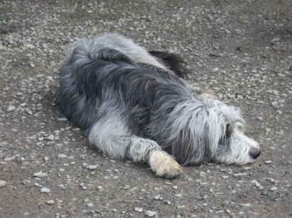 Angus