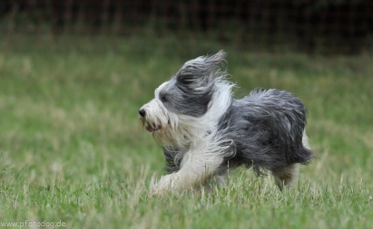 Carlotta