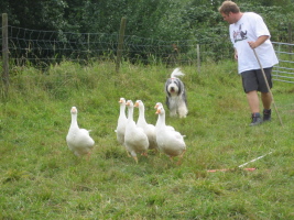 Carlotta 2008 bei Hanny an den Gänsen Carlotta 2008 bei Hanny an den Gänsen