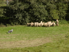 Carlotta 2008 bei Gert Buchholz