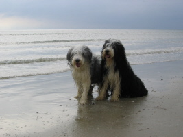 Carlotta & Imaya Dänemark 2007