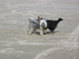 Imaya & Carlotta Dänemark 2007