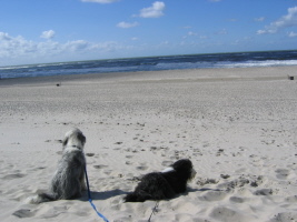 Carlotta & Imaya Dänemark 2007